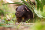 Inga von den Mondscheinschweinchen