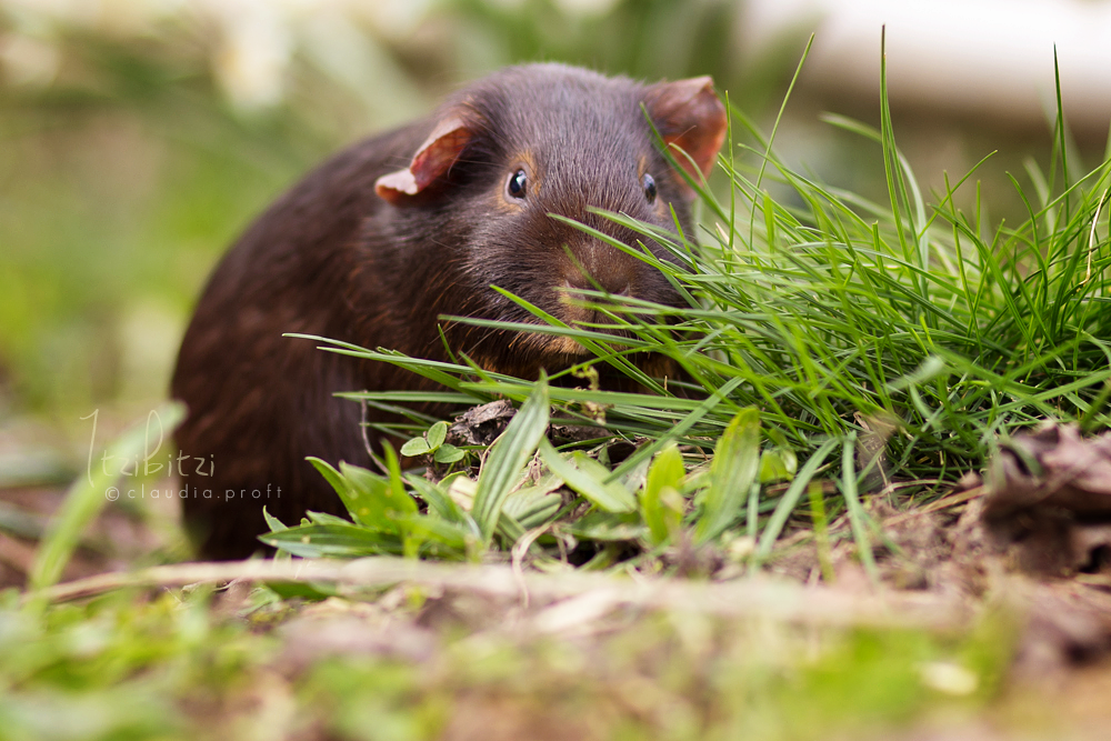 Itzibitzi von den Mondscheinschweinchen