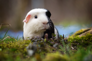 Leica von den Mondscheinschweinchen