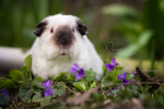 Pinie von den Mondscheinschweinchen