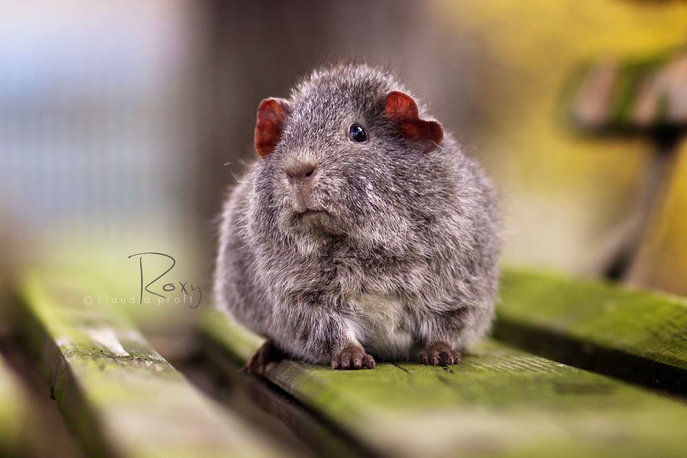 Roxy von den Mondscheinschweinchen