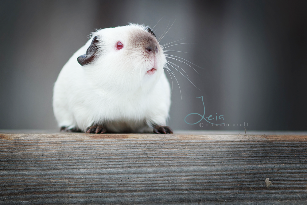 Leia von den Mondscheinschweinchen