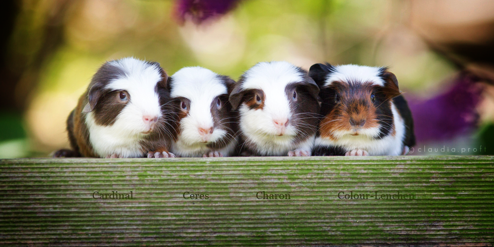 Gruppenbild C-Wurf