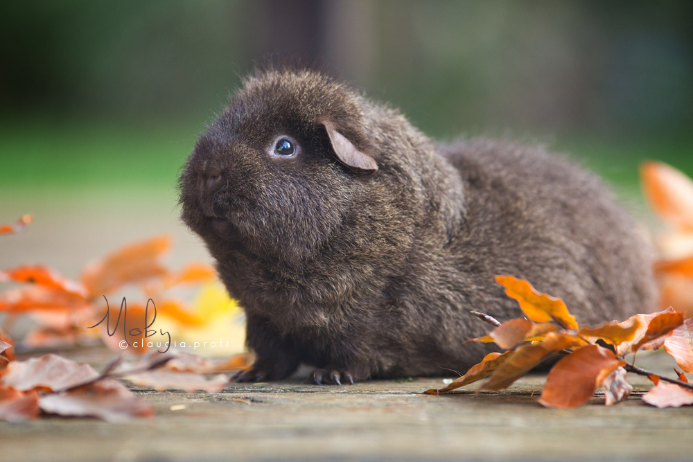 Rex, Solid Cremeagouti