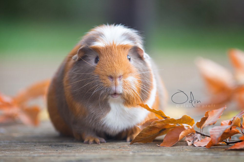 Odin, English Crested in Slate Blue-Gold-Weiß