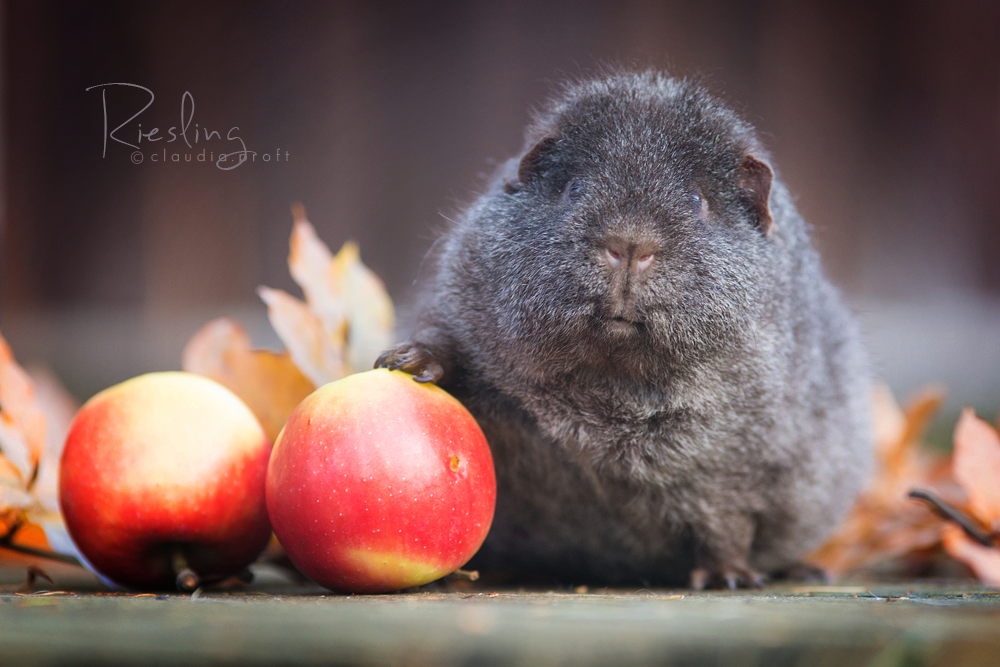 Riesling, Rexmeerschweinchen in Solid Cinnamonagouti