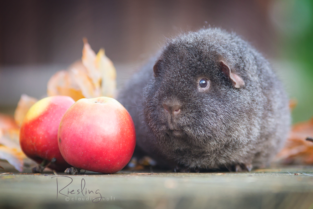 Riesling, Rex in Solid Cinnamonagouti