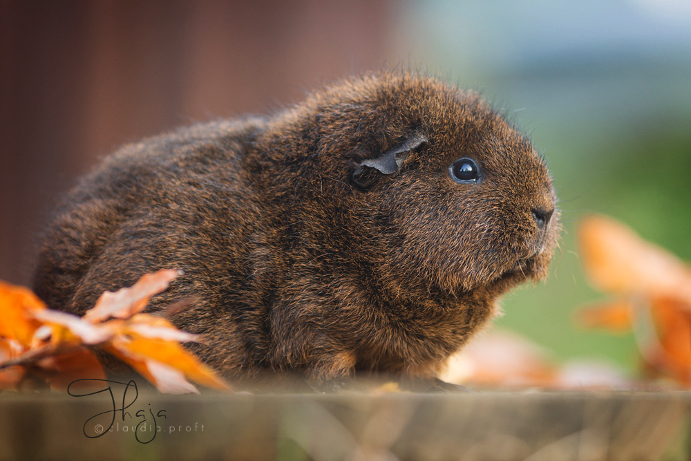 Rex Goldagouti Thaja