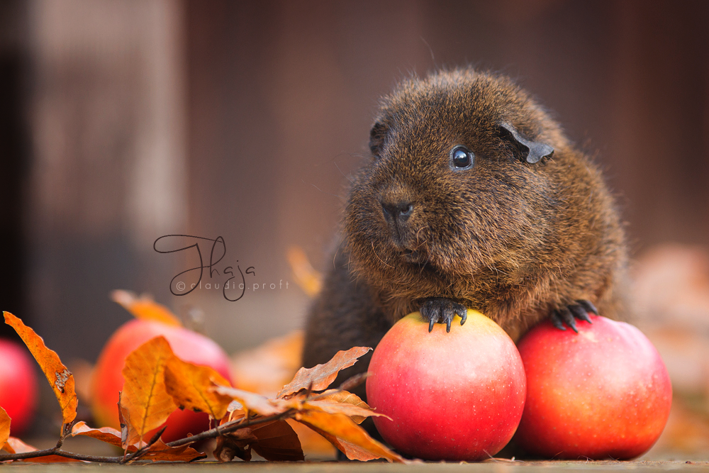 Rexmeerschweinchen Goldagouti Thaja