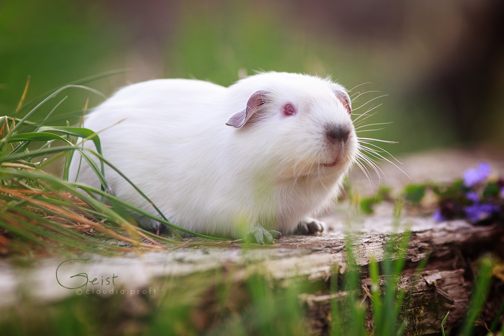 Geist von den Mondscheinschweinchen