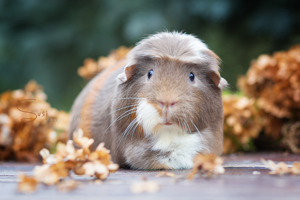 Susi von den Mondscheinschweinchen, English Crested in Sate Blue-Gold-Weiß