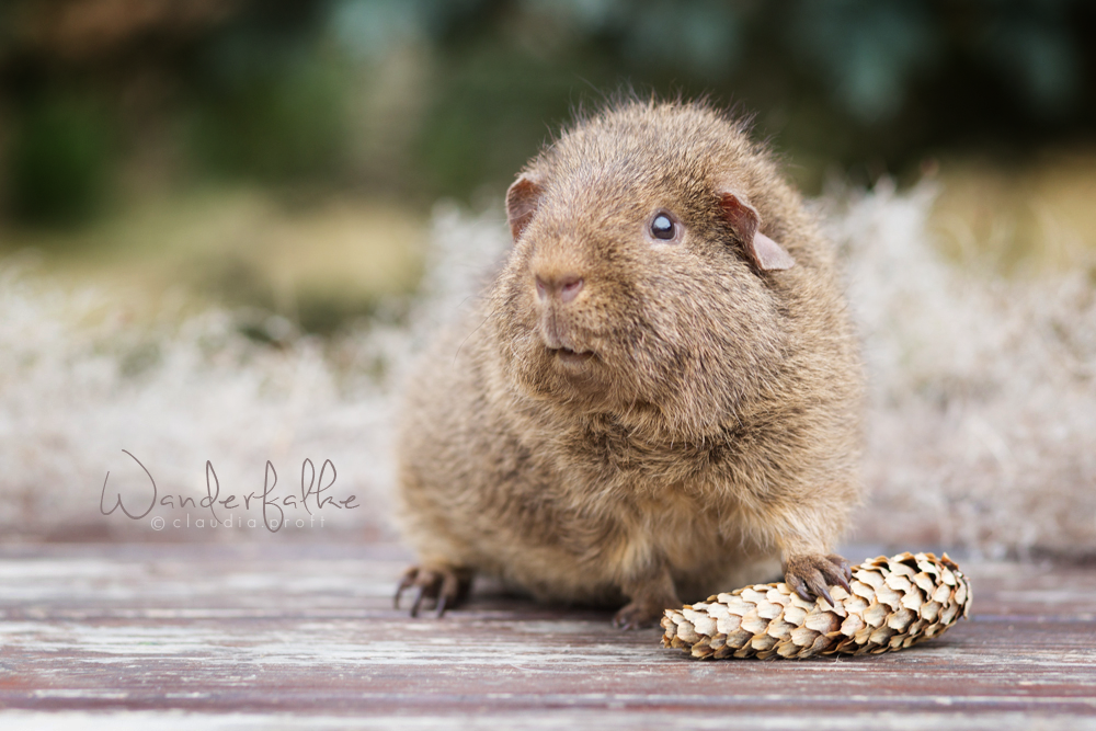 Wanderfalke von den Mondscheinschweinchen, Rexböckchen in Cremeagouti.