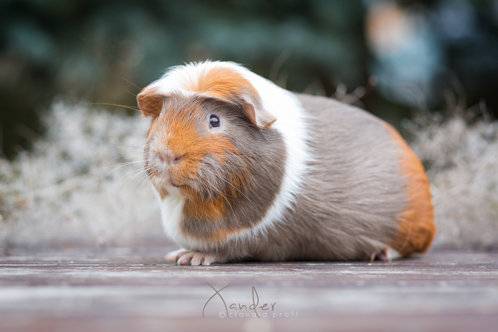 Xander von den Mondscheinschweinchen, English Crested in Slate Blue-Gold-Weiß