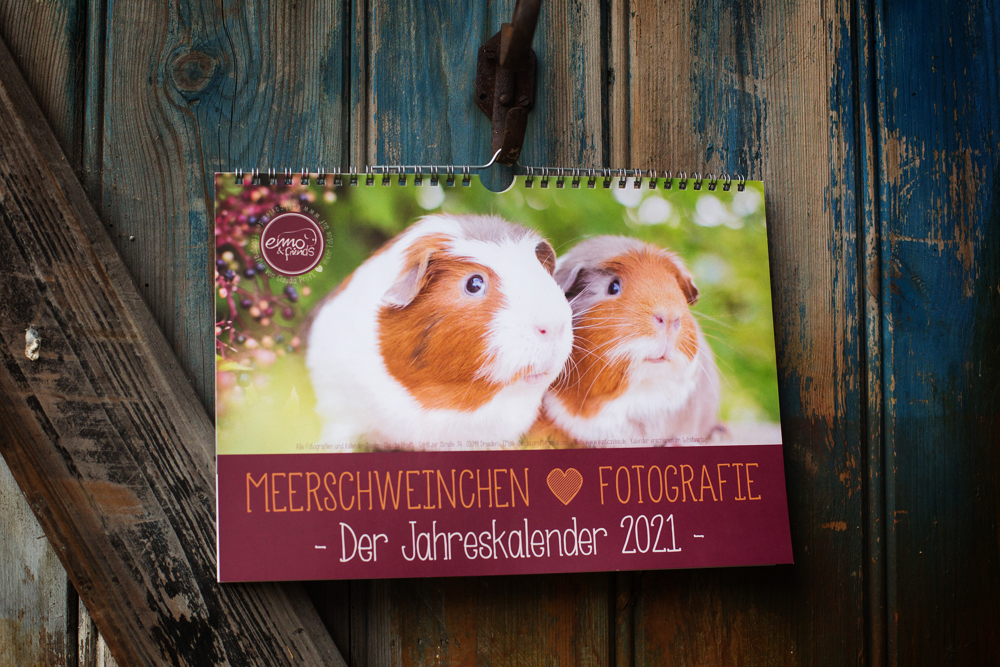 Wandkalender Meerschweinchen