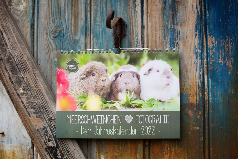 Meerschweinchkalender 2022, Meerschweinchenfotografie, Tierkalender 2022, Wandkalender