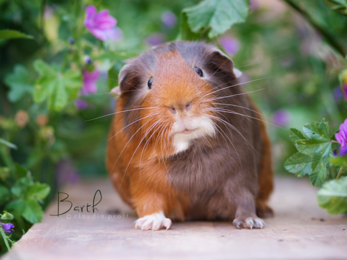 Barth